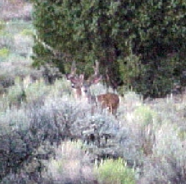 4-Point Mule Deer Buck with Doe