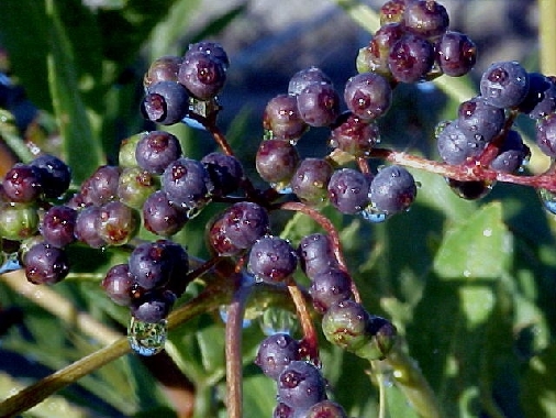 Elderberries After a Summer Rain
