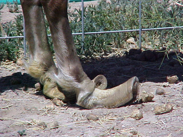Severly Neglected Hooves!