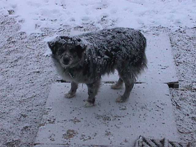 LadyBug in the Snow